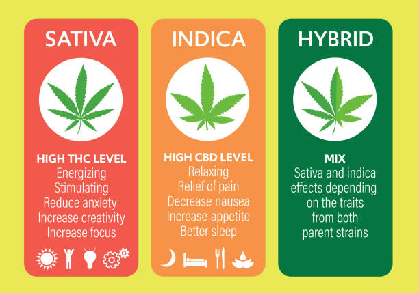 Cannabis Strains