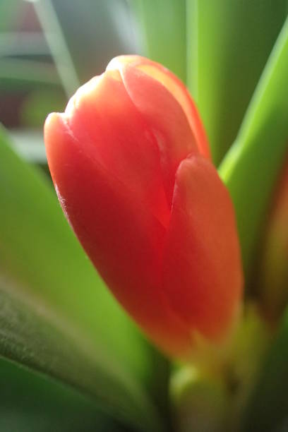 planta clivia com um broto vermelho - kaffir lily - fotografias e filmes do acervo