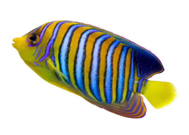 istock yellow and blue stripped small fish isolated on white 1355337252