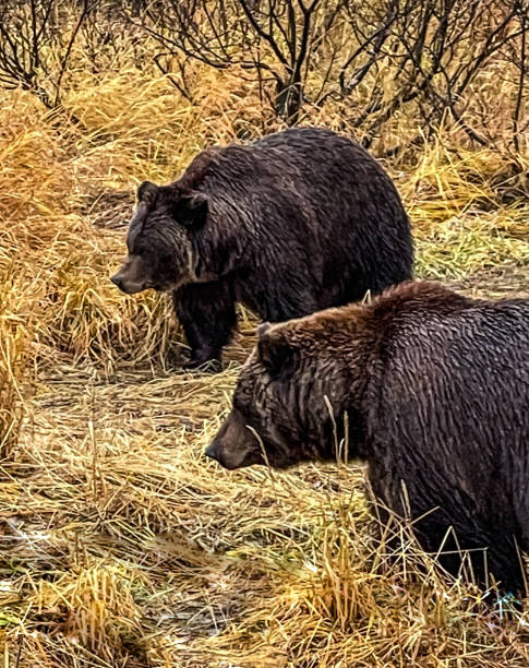 istock Brown bears of Alaska 1355337444