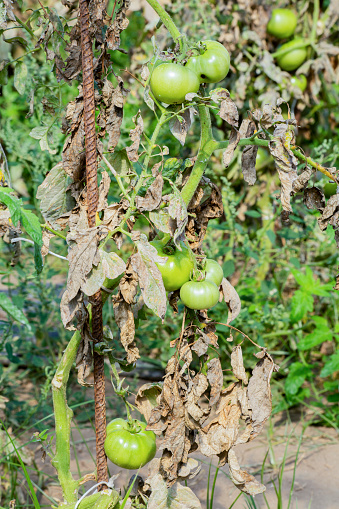 A tomato plant affected by fusarium blight. Fusarium oxysporum