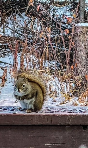 istock Squirrel munching on sunflower seeds in Alaska 1355338862