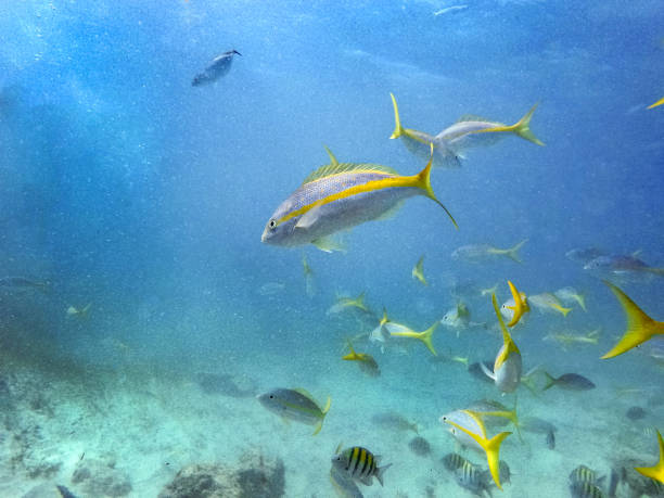 istock Yellowtail snapper and sergeant major school fish at Punta Cana, Dominican Republic 1355339000