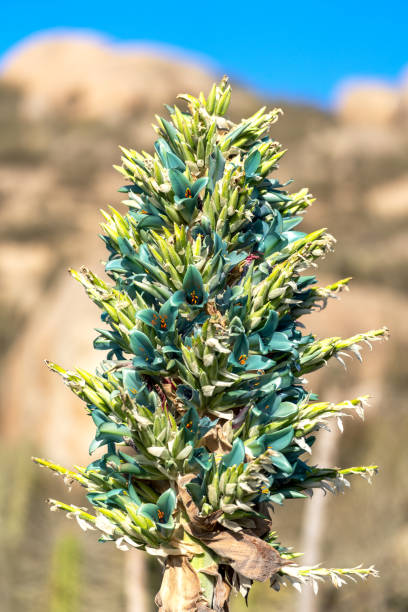 istock wild plant Puya chilensis, Chagual, close up, blossom 1355341344