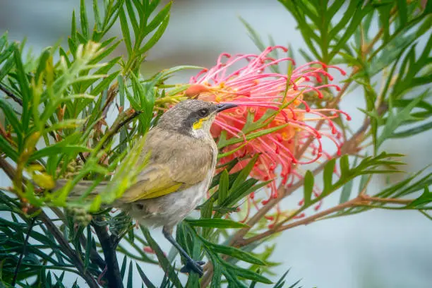 Yellow faced honeyeater perched on a grevillea tree