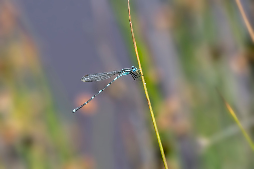 Close-up of a blue feather dragonfly caught in a spider web. The wings and body are twisted. The eyes are open and look at the viewer. The background is green.