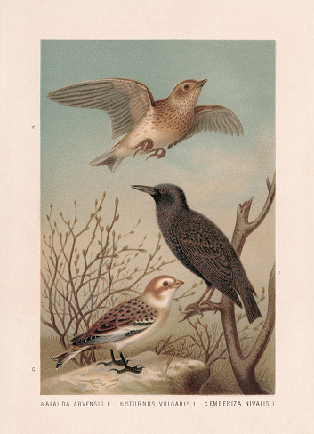 Passeriformes: a) Eurasian skylark (Alauda arvensis); b) European starling (Sturnus vulgaris); c) Snow bunting (Plectrophenax nivalis, or Emberiza nivalis). Chromolithograph after a watercolor by Emil Schmidt, published in 1887.