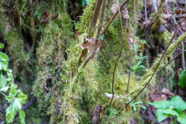 Close up of mossy undergrowth