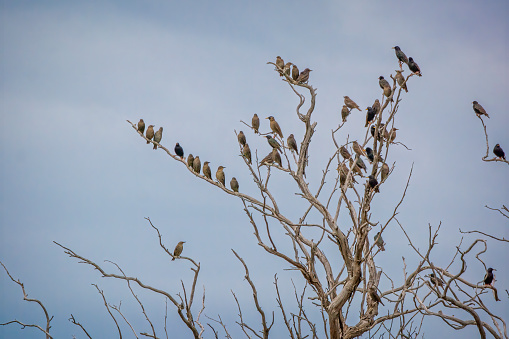 Flock of Starlings perched on a tree