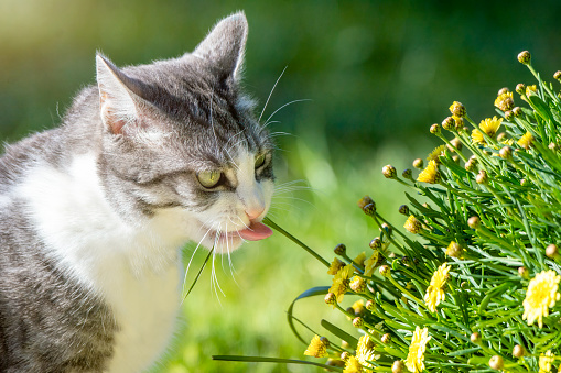 Domestic feline waiting in the grass for prey