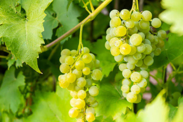 istock Ripe white grape bunches on a vineyard in summer. Good harvest for prosecco or sparkling wine production 1355349113