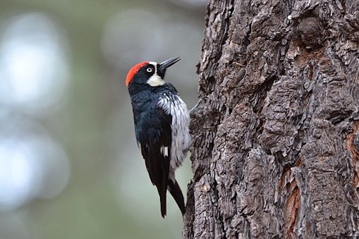 Acorn woodpecker grabs a tree and searches for the best spot to store acorns