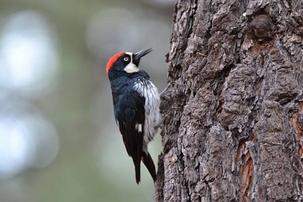 Acorn woodpecker scans the tree Acorn woodpecker grabs a tree and searches for the best spot to store acorns acorn photos stock pictures, royalty-free photos & images
