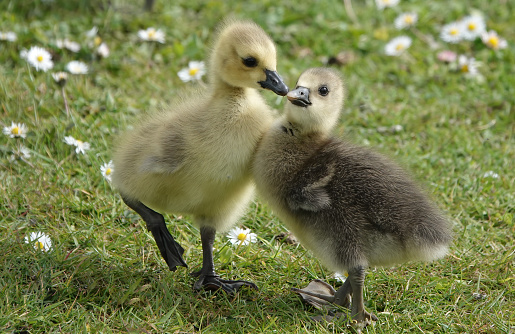 A delightful image of two cute young goslings walking close together on the grass.