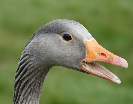 An Australian Settler Goose in the morning sun. Known as Pilgrim geese in the US.