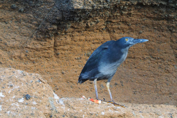 Bartolome, Galapagos Islands Bartolome is the "youngest" vulcanic island of the Galapagos archpelago. The island offers one of the most beautiful landscape of the Galapagos islands lava heron bird galapagos islands ecuador stock pictures, royalty-free photos & images