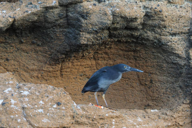 Bartolome, Galapagos Islands Bartolome is the "youngest" vulcanic island of the Galapagos archpelago. The island offers one of the most beautiful landscape of the Galapagos islands lava heron bird galapagos islands ecuador stock pictures, royalty-free photos & images