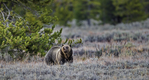 Standing in natural environment of sagebrush and evergreens, brown grizzly bear lifts head and sniffs air in wild and scenic Yellowstone National Park