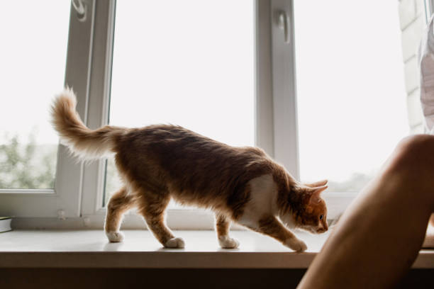 istock Maine coon cat walking on the window sill at home 1355353067