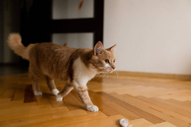 istock Maine coon cat walking at home 1355353188