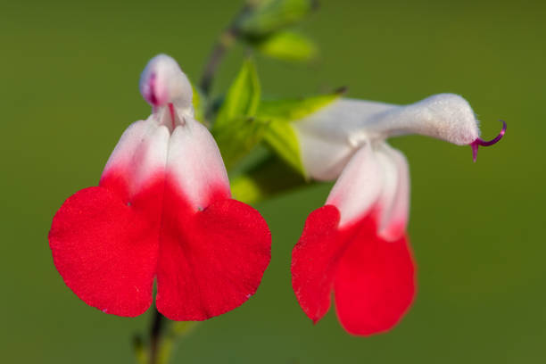lèvres chaudes fleurs de salvia - salvia microphylla photos et images de collection