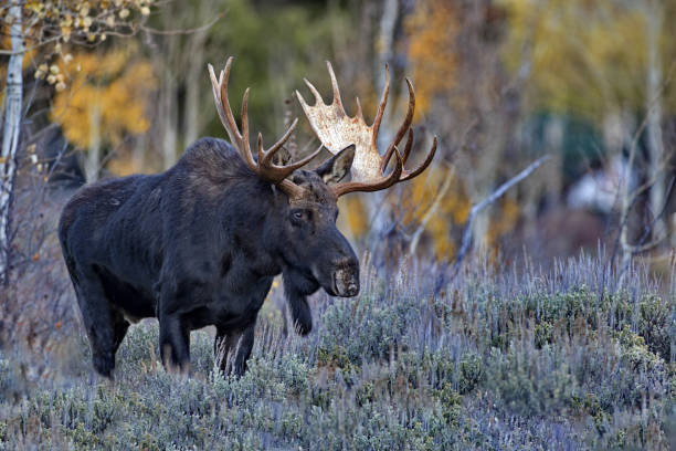 Big Antlered Bull Moose in Jackson, Wyoming stock photo