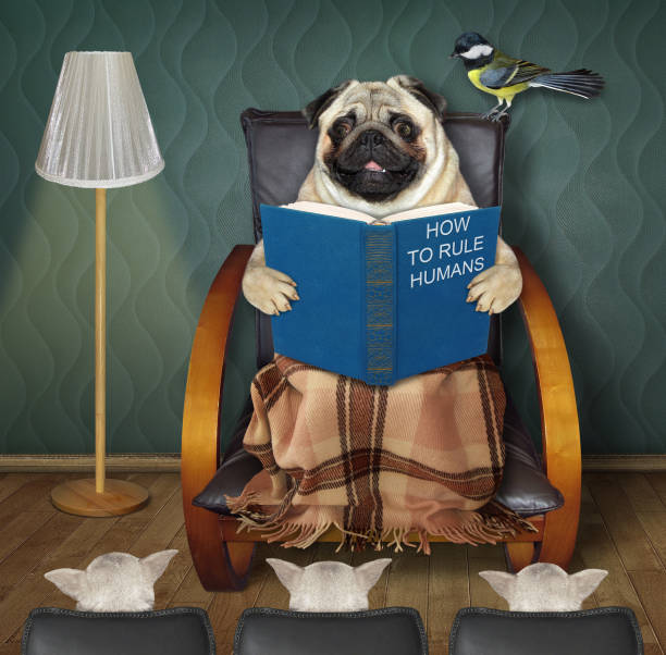 istock Dog pug sits in chair and reads book 1355354948