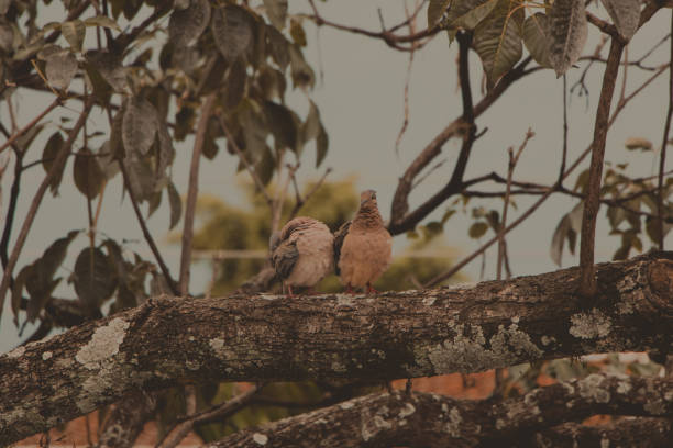 cute bird couple together on a branch tree