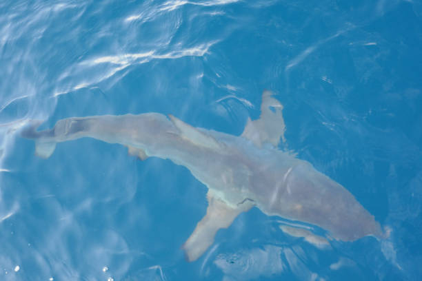 istock Sharks around the ship, Galapagos Islands 1355356163