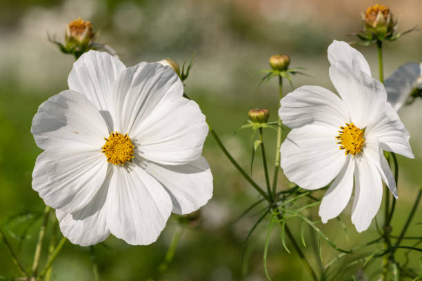 istock White cosmos flowers in the garden 1355356169