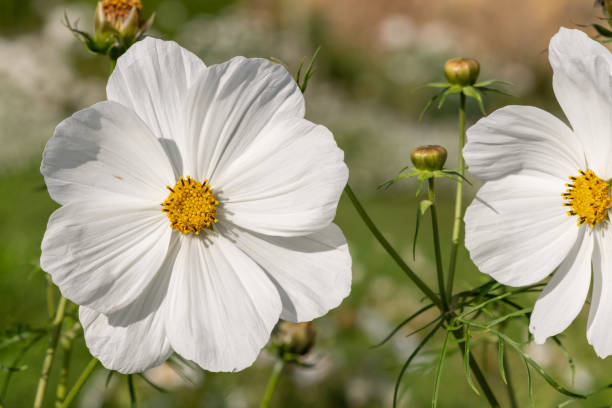 istock White cosmos flowers in the garden 1355356224