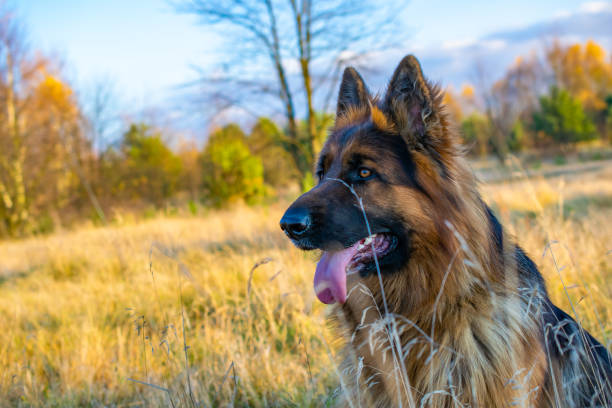 istock german shepherd dog portrait in the meadow 1355359047