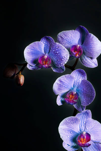 istock Purple Orchid flowers with dew drops (space for copy) 1355360595