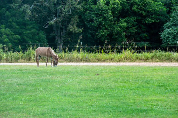 brązowy pasie się na trawniku przed rezydencją w missouri. - donkey mule large grazing zdjęcia i obrazy z banku zdjęć