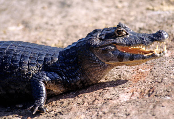 istock Pantanal wetlands wildlife, Brazil. 1355368093
