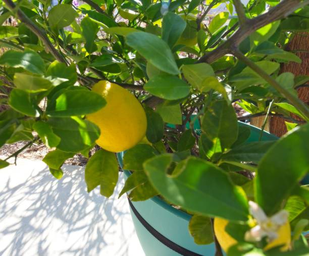 istock Close-Up of Meyer Lemon Growing on a Tree 1355368949
