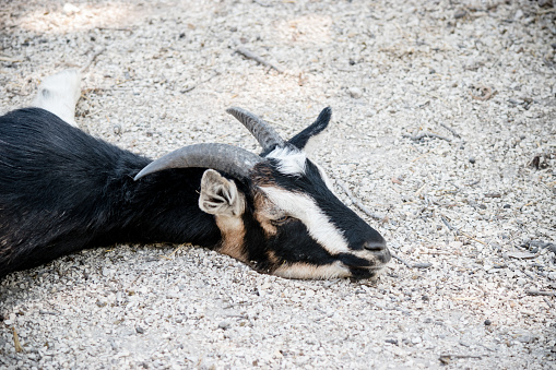 The goat is very tired and resting on the gravel