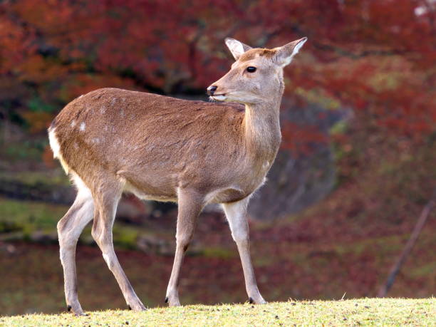 istock A deer at Nara Park, Nara, in autumn 1355370403