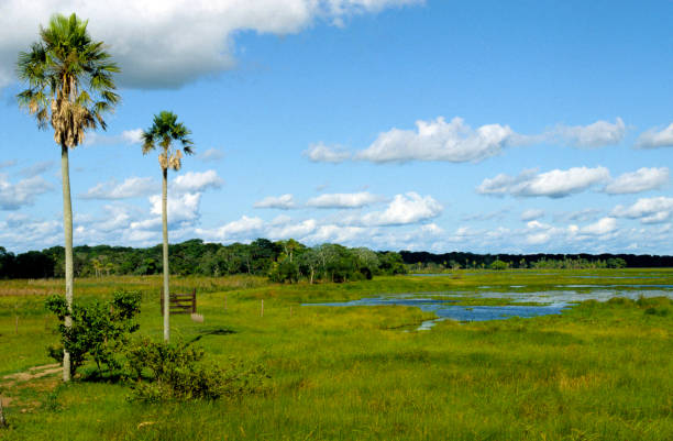 istock Pantanal wetlands landscape, Brazil. 1355373053