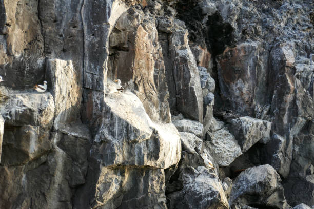 Prince Philip`s steps, Genovesa, is an extraordinary steep path through a seabird colony full of life