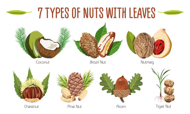 7 arten von nüssen symbole im detail illustriert. - pine nut nut seed vegan food stock-grafiken, -clipart, -cartoons und -symbole