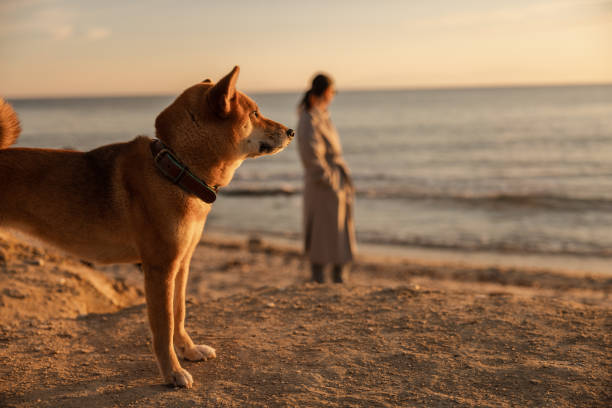 Dog standing on beach on sunny day and looking away while woman standing in background