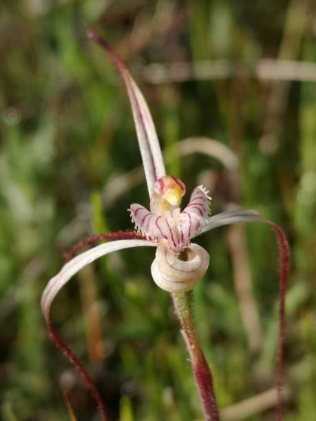 istock Orchid giving itself a big hug. C. varians 1355380295