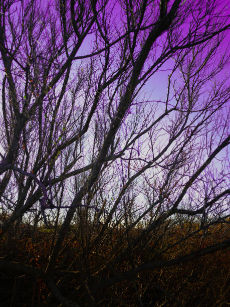 Winter landscape over the coastal cliff on Cape Cod in November.