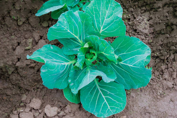 istock growing cabbage in early spring at home. 1355381718