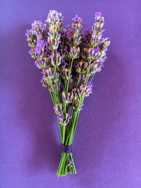istock A bunch of lavender on a purple background. 1355381814