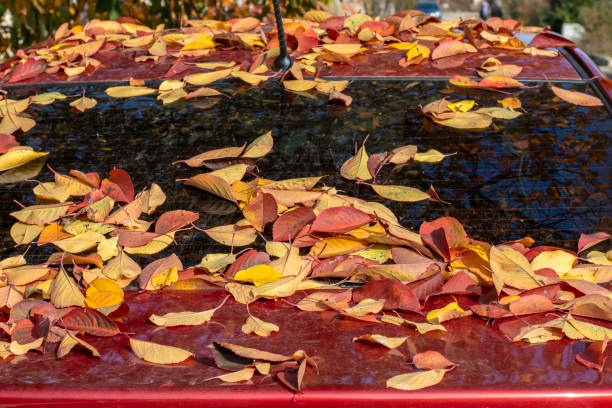 istock Bright autumn leaves on car trunk lid glass 1355384523