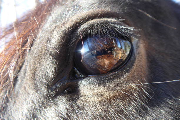 istock Close-up - Horse eye 1355385348