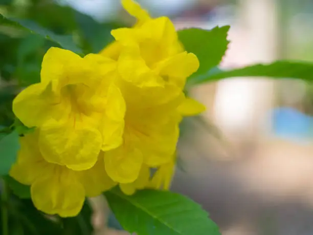 Beautiful Yellow trumpet-flower , beautiful garden and flowers.