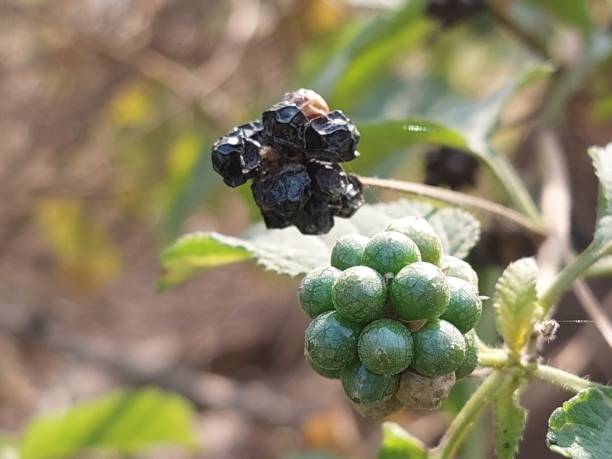 black and green wild berry's fruit